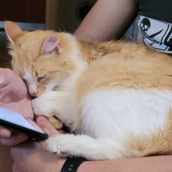 Chiquitita -  Domestic Medium Hair Cat Available for Adoption in Knoxville, Tennessee - Chiquitita | PetCurious