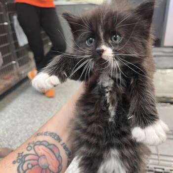 Kristoff -  Domestic Medium Hair Cat for Adoption in Port Charlotte, Florida - Kristoff | PetCurious