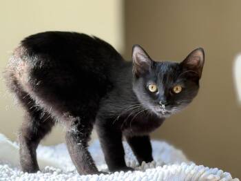 Rescue Manx Cats for Adoption in Salisbury, North Carolina - Shorty | PetCurious