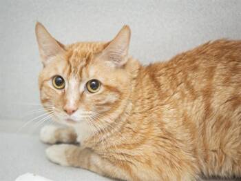 JUNIE -  Domestic Short Hair Cat for Adoption in Phoenix, Arizona - JUNIE | PetCurious