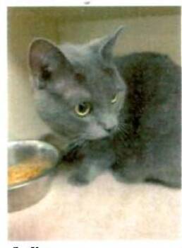 Russian Blue Cats Available for Adoption in Missouri City, Texas - Bellaroo OR14312-T | PetCurious