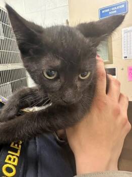 A272908 -  Domestic Short Hair Cat for Adoption in Chula Vista, California - A272908 | PetCurious