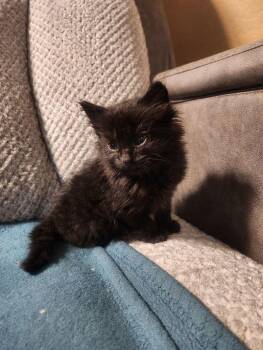 Bombay Cats Available for Adoption - Little Duck | PetCurious