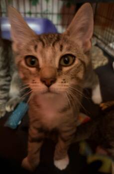 Enzo -  Domestic Short Hair Cat for Adoption in Lemoyne, Pennsylvania - Enzo | PetCurious