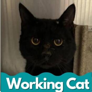 Domestic Short Hair Cats Available for Adoption in Asheville, North Carolina - Sonic | PetCurious