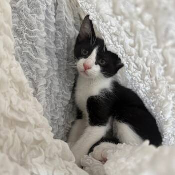 Rescue Domestic Short Hair Cats for Adoption in Brea, California - Outlaw | PetCurious