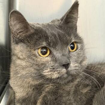 Domestic Short Hair Cats Available for Adoption - Pebbles | PetCurious