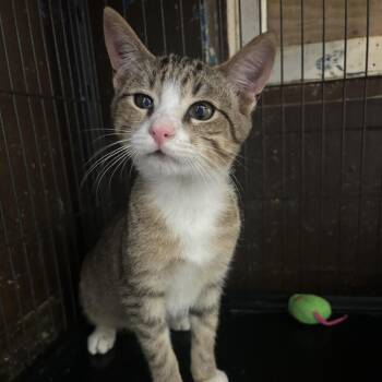 Domestic Short Hair Cats Available for Adoption in Enterprise, Alabama - Mojo Jojo | PetCurious