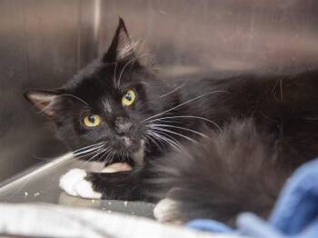 HEDWIG -  Domestic Medium Hair Cat for Adoption in Phoenix, Arizona - HEDWIG | PetCurious