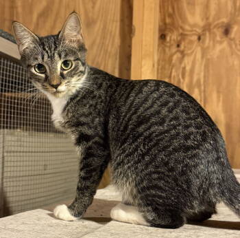 Rescue Domestic Short Hair Cats for Adoption in Pittsboro, North Carolina - Marnie | PetCurious