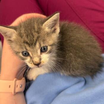 Lance -  Domestic Short Hair Cat for Adoption in Council Bluffs, Iowa - Lance | PetCurious