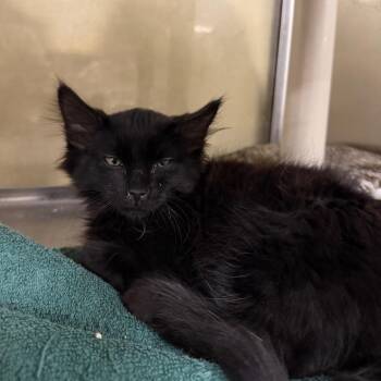 Toro -  Domestic Medium Hair Cat for Adoption in Spokane, Washington - Toro | PetCurious