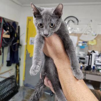 Butter -  Domestic Short Hair and Mixed Breed Cat for Adoption in Eureka Springs, Arkansas - Butter | PetCurious