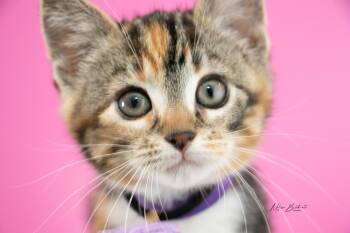 Ada -  Calico Cat for Adoption in Calgary, Alberta - Ada | PetCurious