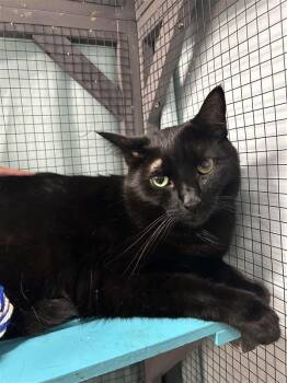 Rescue Domestic Short Hair Cats for Adoption in Grand Rapids, Michigan - Bolt And Mini | PetCurious