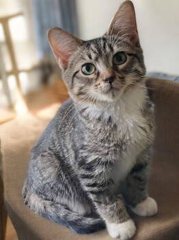 Rescue Domestic Short Hair Cats for Adoption in Champaign, Illinois - Seely (bonded Pair With Evie) | PetCurious