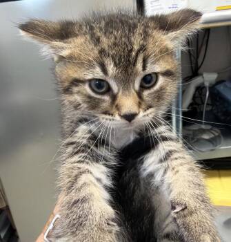 Rossi -  Domestic Short Hair Cat for Adoption in Pomona, New York - Rossi | PetCurious