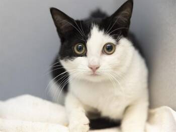 COOKIE -  Domestic Short Hair Cat for Adoption in Phoenix, Arizona - COOKIE | PetCurious