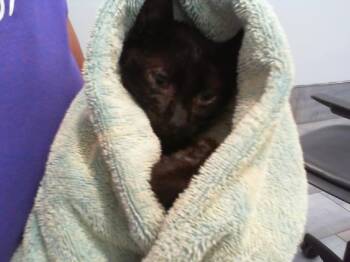 KOJI -  Domestic Short Hair Cat for Adoption in Charlotte, North Carolina - KOJI | PetCurious