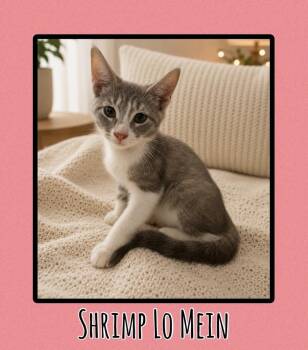 Shrimp Lo Mein -  Domestic Short Hair Cat for Adoption in Scranton, Pennsylvania - Shrimp Lo Mein | PetCurious