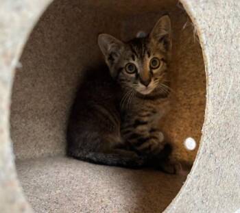 RAV -  Domestic Short Hair Cat for Adoption in Santa Monica, California - RAV | PetCurious