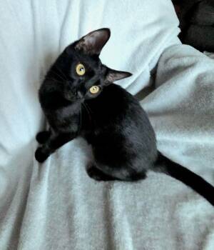 Edna Mode -  Domestic Short Hair Cat for Adoption in Price, Utah - Edna Mode | PetCurious