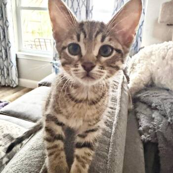 Domestic Short Hair Cats Available for Adoption - Tofu | PetCurious