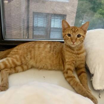 Waldo -  Domestic Short Hair Cat for Adoption in St. Louis, Missouri - Waldo | PetCurious