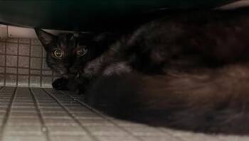 Pompeii -  Domestic Short Hair Cat for Adoption in Bellevue, Washington - Pompeii | PetCurious