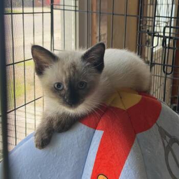Marshmellow -  Siamese and Domestic Medium Hair Cat for Adoption in Pittsburg, Kansas - Marshmellow | PetCurious