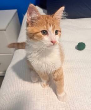 Rescue Tabby Cats for Adoption in San Antonio, Texas - Griffin | PetCurious