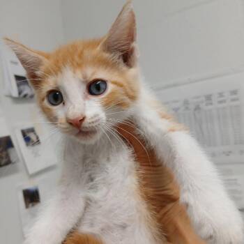 Torvi -  Domestic Short Hair Cat for Adoption in New York, New York - Torvi | PetCurious