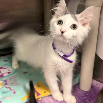Pua -  Domestic Medium Hair Cat for Adoption in Keizer, Oregon - Pua | PetCurious