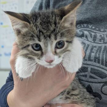 Domestic Short Hair Cats Available for Adoption in Canton, Illinois - Thunder | PetCurious