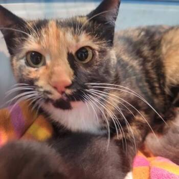 Domestic Short Hair Cats Available for Adoption in Memphis, Tennessee - Honda Accord | PetCurious