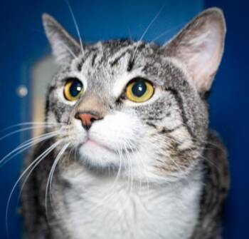 TUG BOAT -  Domestic Short Hair Cat for Adoption in Boston, Massachusetts - TUG BOAT | PetCurious