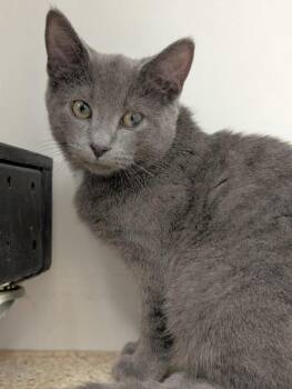 Rescue Domestic Short Hair Cats for Adoption in Waupun, Wisconsin - Slate | PetCurious