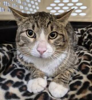Domestic Short Hair Cats Available for Adoption in Butte, Montana - Carl | PetCurious