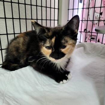 Evie -  Domestic Short Hair Cat for Adoption in Belfair, Washington - Evie | PetCurious