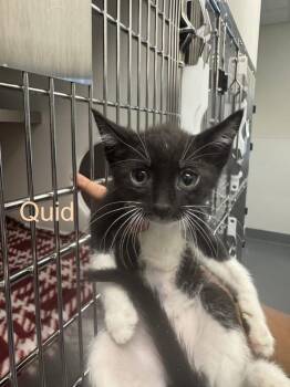 Domestic Short Hair Cats Available for Adoption in Hilton Head Island, South Carolina - Quid | PetCurious