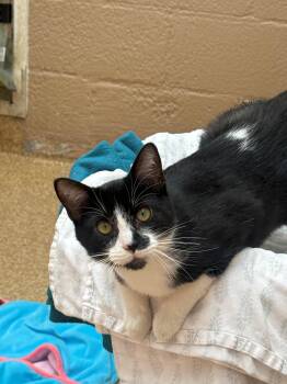 Priscilla -  Domestic Short Hair Cat for Adoption in Laguna Beach, California - Priscilla | PetCurious