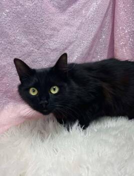 Domestic Medium Hair Cats Available for Adoption - Juniper | PetCurious