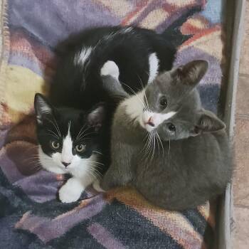 Bill -  Domestic Short Hair Cat for Adoption in Fairway, Kansas - Bill | PetCurious