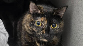 Rescue Domestic Short Hair Cats for Adoption in Fort Walton Beach, Florida - Dolly (Nola) | PetCurious