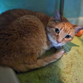 OJ -  Domestic Short Hair Cat for Adoption in Melrose, Florida - OJ | PetCurious