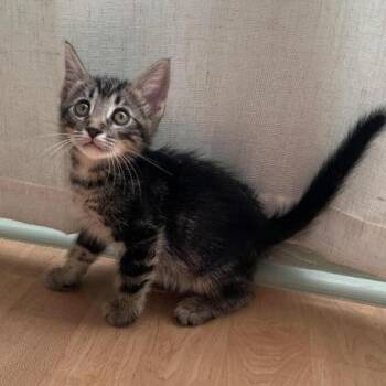Marcel -  Domestic Short Hair Cat for Adoption in Prescott, Arizona - Marcel | PetCurious