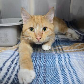 Cory -  Domestic Short Hair Cat for Adoption in Marble, North Carolina - Cory | PetCurious
