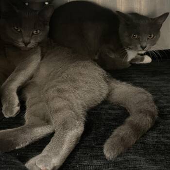 Antoinette -  Domestic Short Hair Cat for Adoption in Brockton, Massachusetts - Antoinette | PetCurious