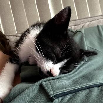 Iris (k2026) -  Domestic Short Hair Cat for Adoption in Skokie, Illinois - Iris (k2026) | PetCurious