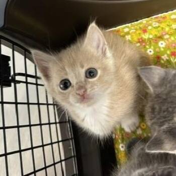 Purr-cules -  Domestic Short Hair Cat for Adoption in Indianapolis, Indiana - Purr-cules | PetCurious